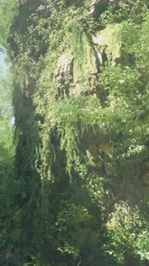 A Stream Running Through a Lush Green Forest