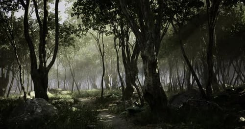 Mysterious Forest Pathway Inviting Exploration Under Gentle Sunlight