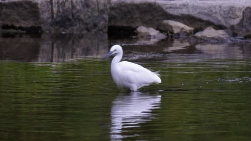 Little Egret Walking In The Shallow Water Of River. - static shot