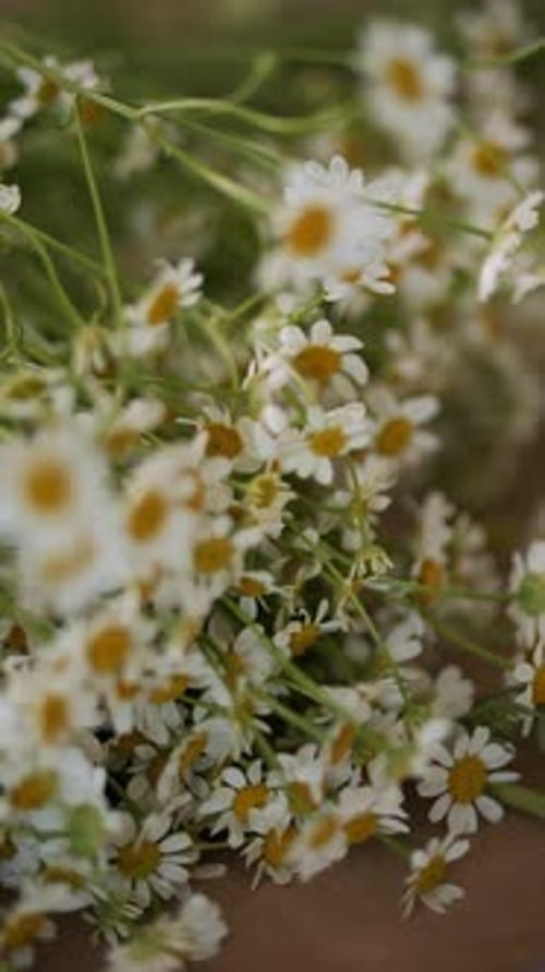 Bunch of Fresh Daisies Close Up