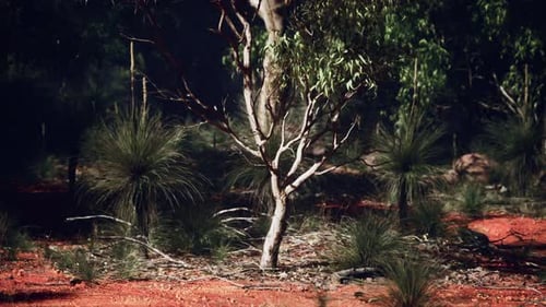 A Lone Tree Standing Tall in the Heart of a Lush Forest