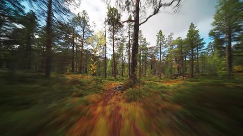A narrow moss-covered trail in the autumn forest. Fast movement forward.