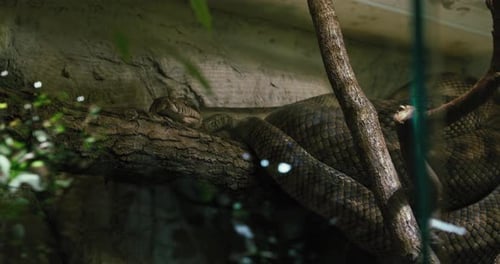 Coiled snake resting on tree branch inside dimly lit enclosure