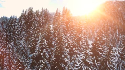 Snow Fall Winter Wonderland in Forest Landscape Scenery