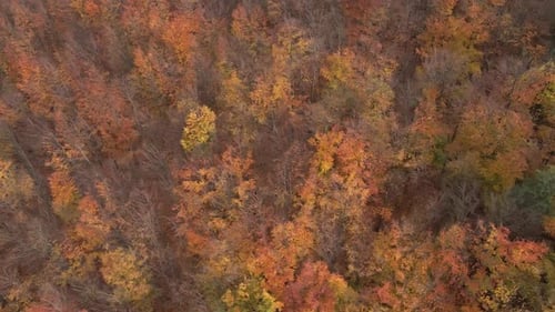 Aerial View of Autumn Forest with Colored Trees