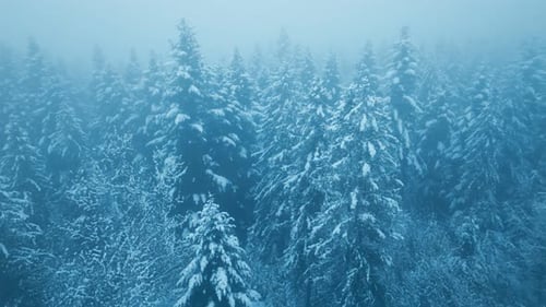 Winter Snow Forest Fall White Tree Pine Branch Nature Cold