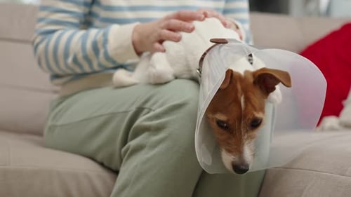 Mujer acaricia a un perro con collar isabelino en casa