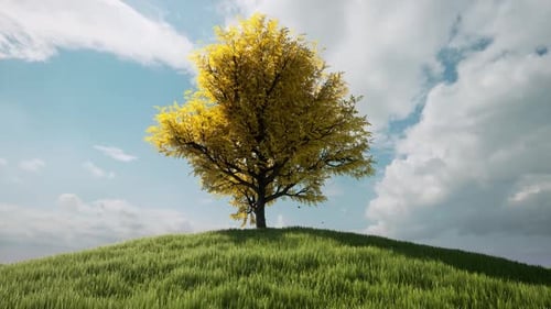 Herbst Ein Baum Hügel Wolke Bewegung Natur Landschaft Ländliche Szene
