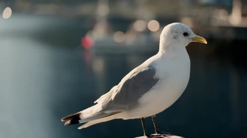 Möwe thront friedlich auf Holzoberfläche