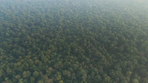 green dense forest of Nepal