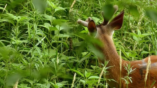 Close up shot of a young male white tailed deer, odocoileus virginianus with short antlers surrounde