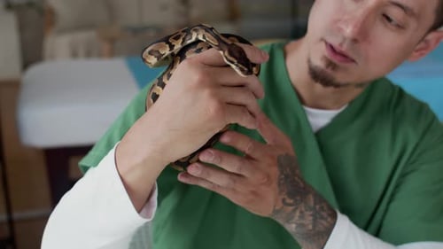 Un herpétologue tatoué soigneux inspecte un petit python en clinique