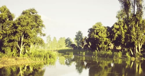Peaceful River Flowing Through a Lush Forest Landscape