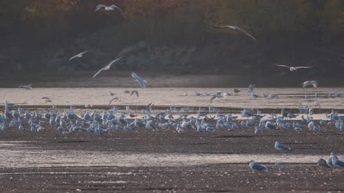 Viele Flussmöwen jagen Fische in Seen, Flüssen und Kanälen. Möwen fliegen über
das Wasser.