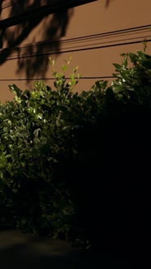 Showing dense hedge being lit on sidewalk by tan wall, dark silhouette emerging left, walking right