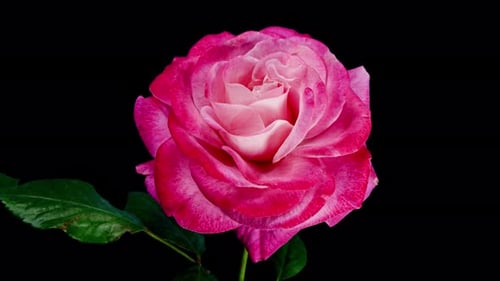 Pink Rose Plant Blooming Flower in Time Lapse on a Black Background. Single Red Flower Opens Bud