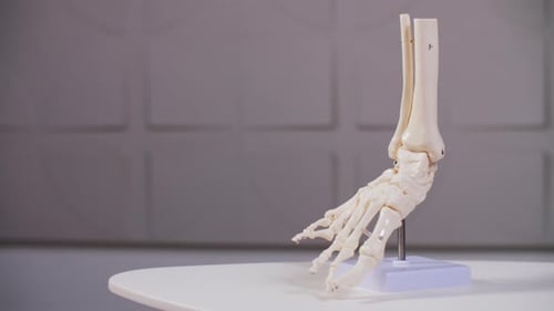 Anatomical Model of a Human Foot and Ankle