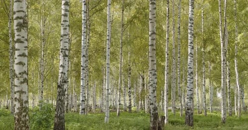 Birch Tree Woods 2 in Jyvaskyla, Finnland - 60 Bilder pro Sekunde, 4k