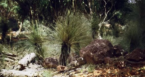 Vibrant Bushland with Grass Trees and Rocky Formations in Australia