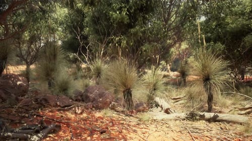 Trees and Stones in Australian Desert