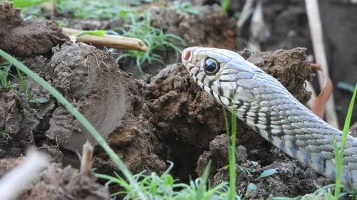 Beaux yeux de serpent rat, étang, chasse.
