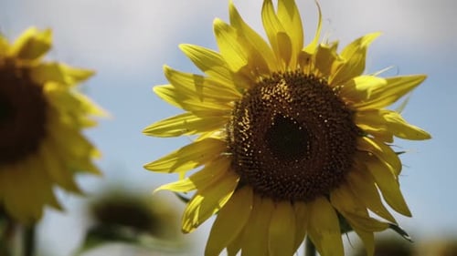 blooming sunflower on the field