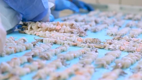 Workers arrange and place skewers of squid onto blue conveyor belt for freezing