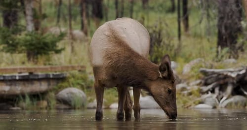 Elch steht im Bach und trinkt Wasser, umgeben von Bäumen und Felsen