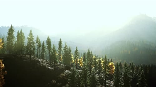 A Lush Forest Atop a Majestic Mountain