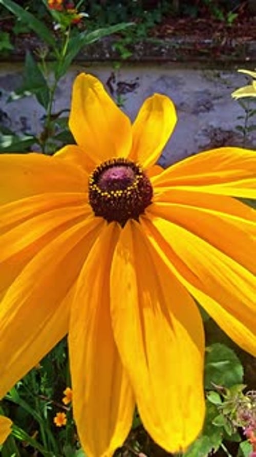Extreme Close Up of Yellow Flower Pistil