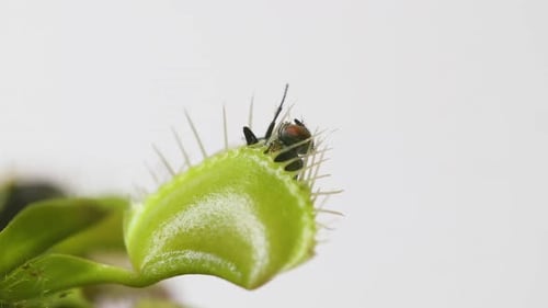 Venusfliegenfallenpflanze mit gefangener Stubenfliege. Weite Ansicht des Pflanzenseitenteils und des Insekts. Zeitlupe.