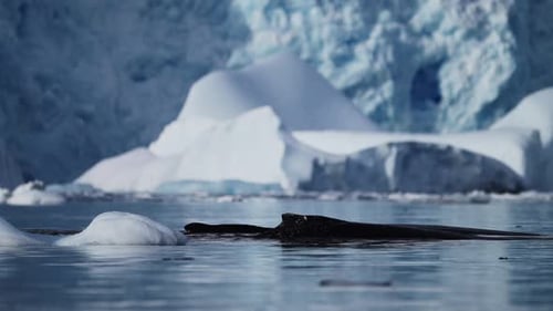 Antarctica Wildlife of Humpback Whales Surfacing in Calm Ocean Sea Water with Glacier Landscape Scen