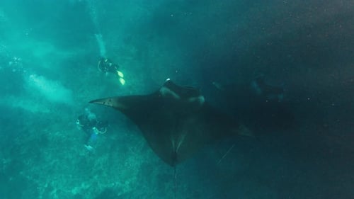Manta Ray Glides Through Turquoise Ocean with Divers