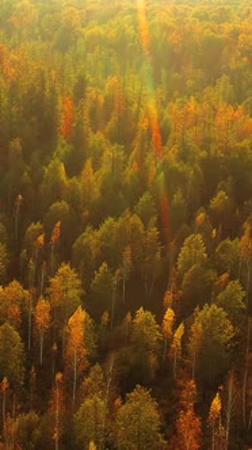 Vol calme à travers la forêt d'automne pendant un magnifique coucher de soleil, soleil du soir, soleil à travers les bois