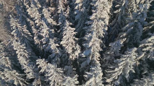 Drone View Of Snowy Pine Forest During Daytime