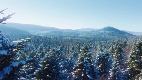 Sunny Snow Covered Mountain Landscape Surrounded By a Lush Evergreen Pine Forest