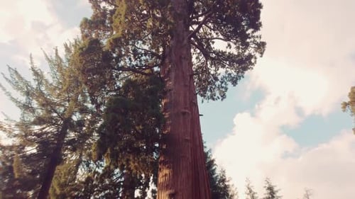 Camera movement up to the branches of a massive Sequoia tree in a Califorina based national park in