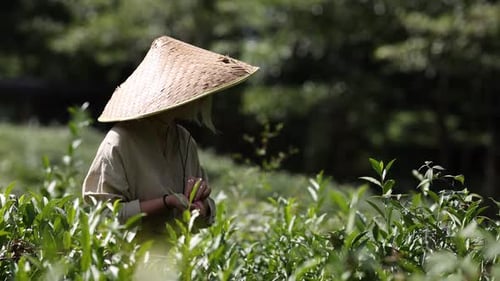 Woman Working on a Plantation Picking Fresh Tea Leaves By Hand A Female Picks Tea Leaves From Lush