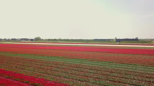 Aerial drone shot of flying low at the beautiful tulip fields in the Netherlands.