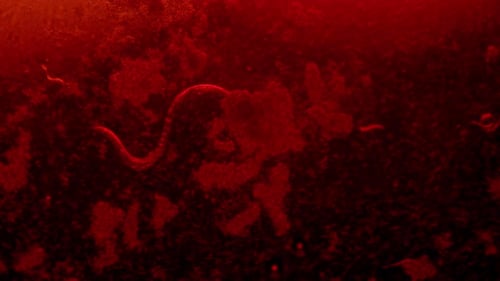 Abstract Dark Red Fluid Organic Motion Background Loop