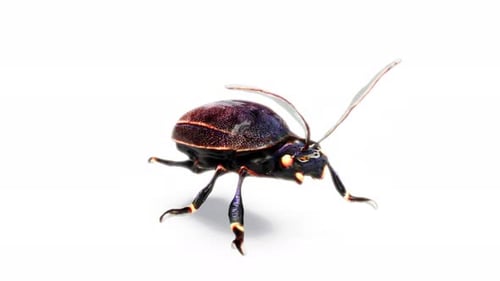 Bug Isolated on White Bg Able to Loop Endless