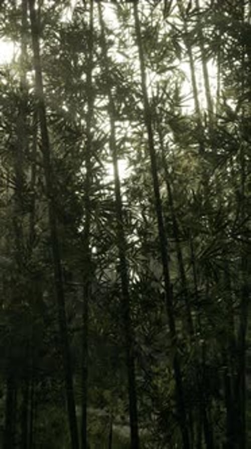 Sun Illuminating Through Trees in Forest Vertical