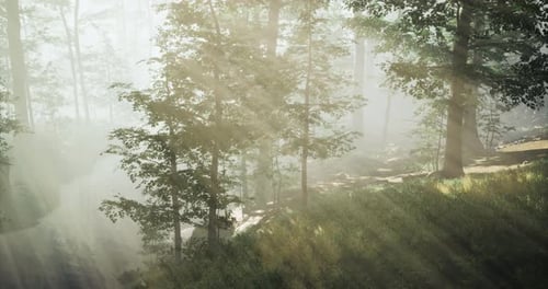 Morning Sunlight Filters Through Trees in a Tranquil Forest Setting