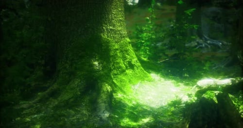 Sunlight Filtering Through Trees Highlights Mossy Forest Floor