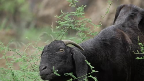 Black Goat Eating Green Leaves and Twigs Outside