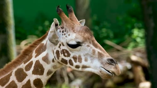 Nahaufnahme einer Giraffe