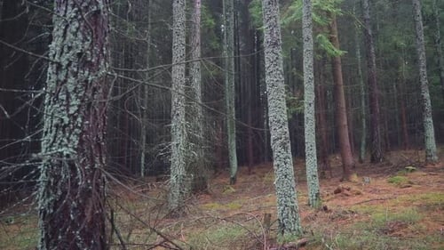 Dark forest with trees covered in green lichen. A peaceful and mystical natural atmosphere like a fa