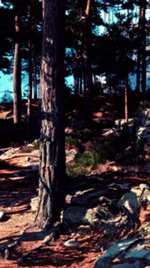 Serene Forest Scene at Twilight