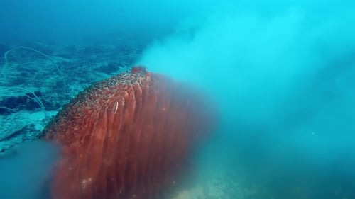 Giant Sponge Releasing Cloud Underwater on Coral Reef