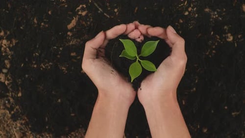 Close Up Of Black Dirt Mud With A Tree Sprout In Farmer's Hands Holding In The Garden